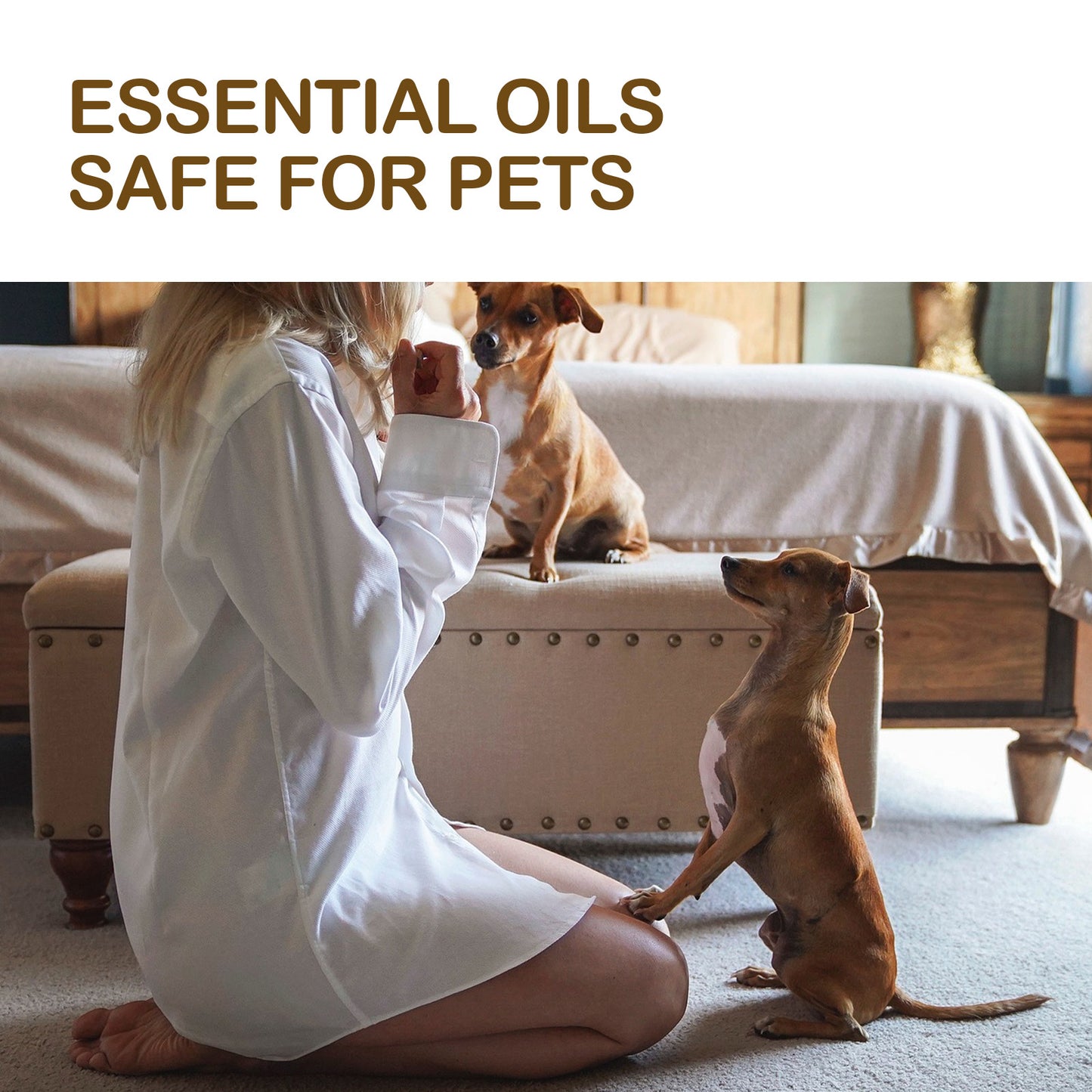 Pet Care Oil, Relieve The Pain Of Pet Bones And Joints