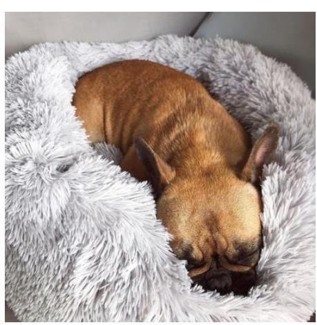 Pet Beds For Small Dogs and cats Round Plush