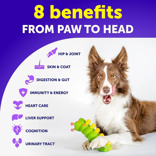 Dog Multivitamin Chewable With Glucosamine 20 In 1 Dog Vitamins And Supplements Senior